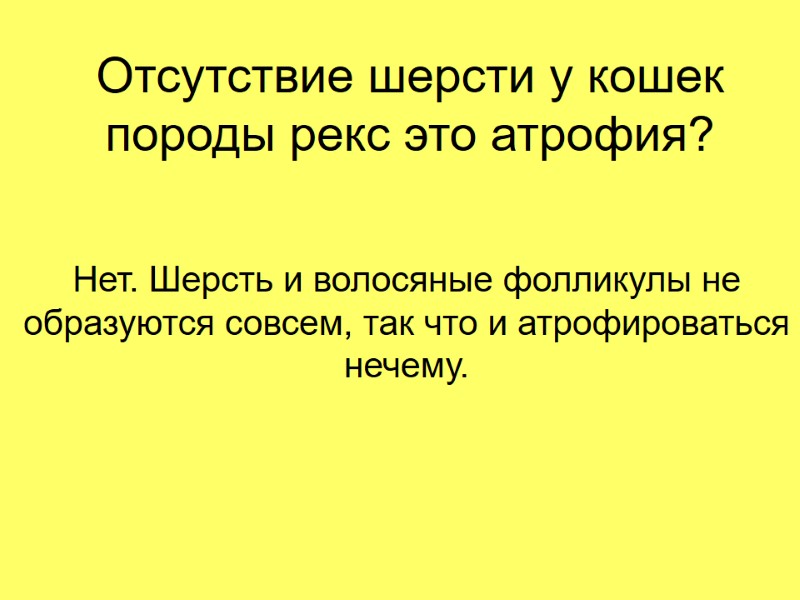 Отсутствие шерсти у кошек породы рекс это атрофия? Нет. Шерсть и волосяные фолликулы не